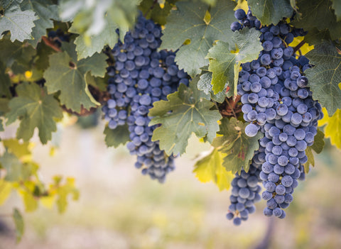 Cabernet Sauvignon