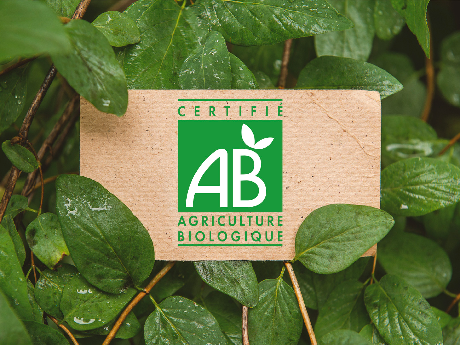 Quality Organic & Biodynamic Wines Curated by Wine&Earth