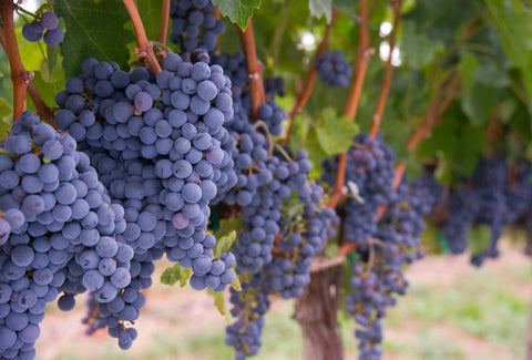 Merlot: The Underdog Making a Comeback