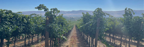 2* and 3* Best Rated Wines